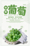 葡萄海报