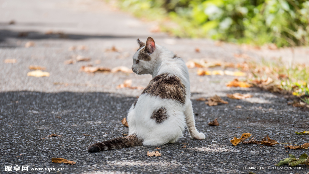 猫