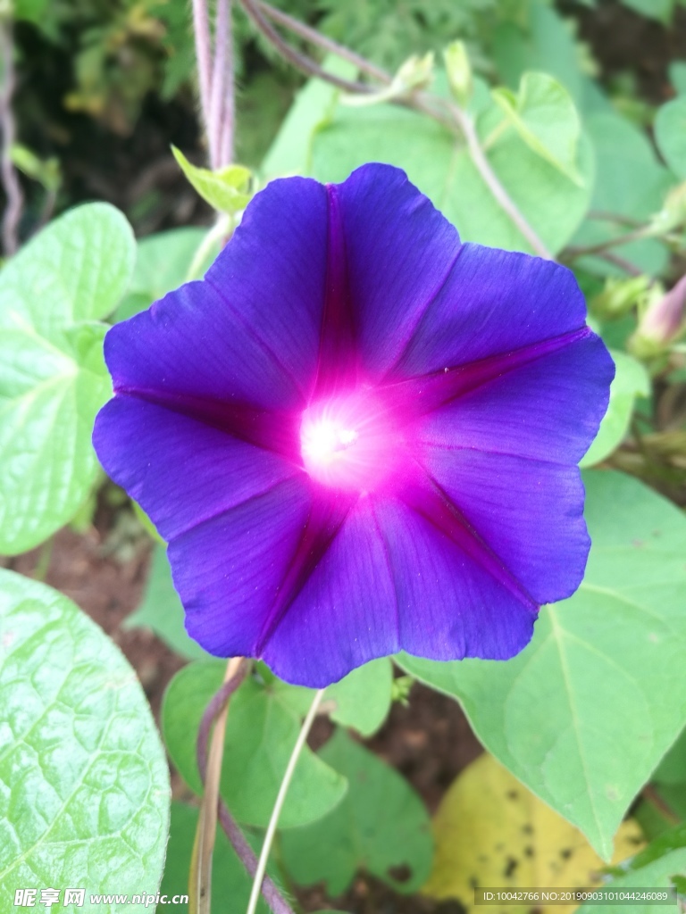 牵牛花
