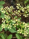 爬山虎