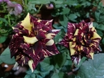 玫瑰花