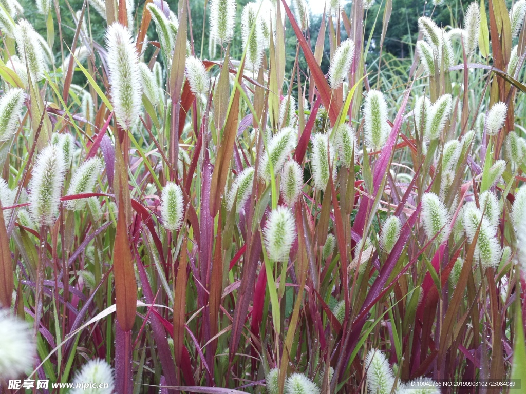 狗尾草