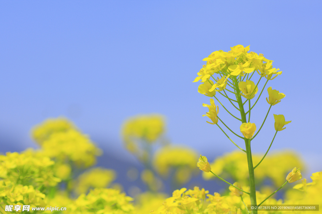 油菜花