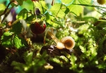 昆虫