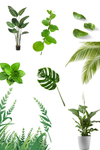 植物素材