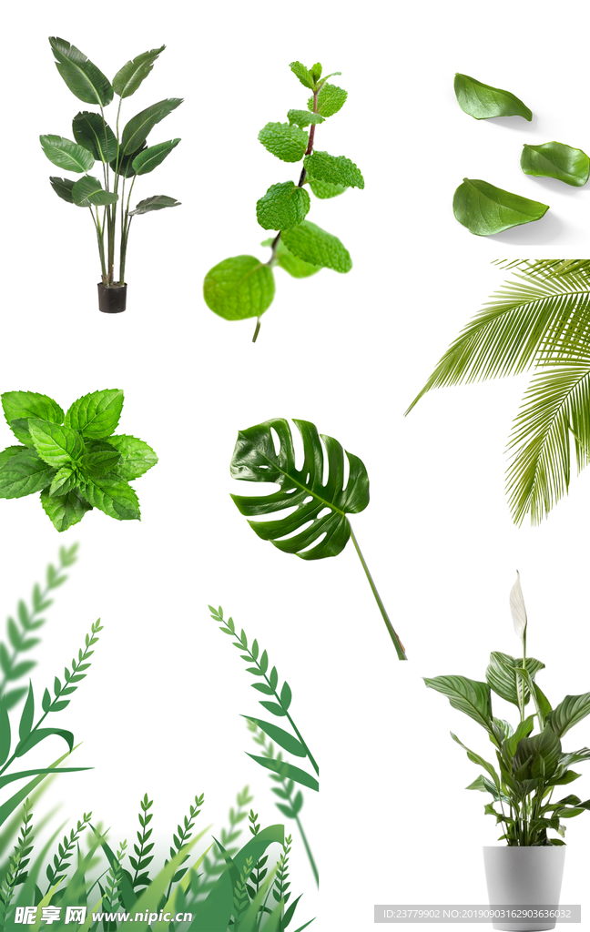 植物素材