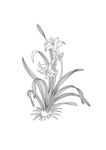 中国古典花纹