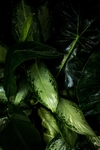 植物