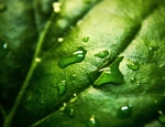 露水