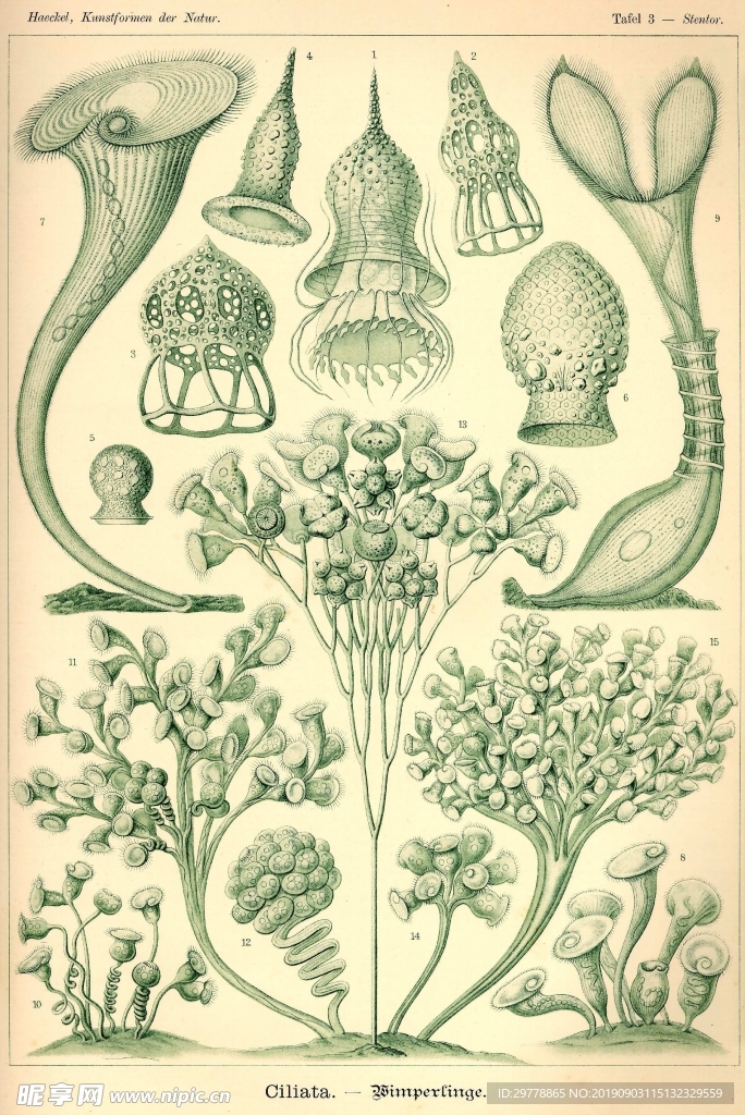 生物