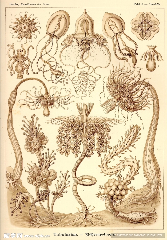 生物