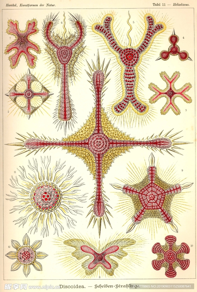 生物