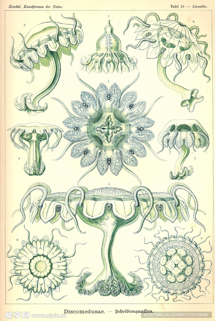 生物