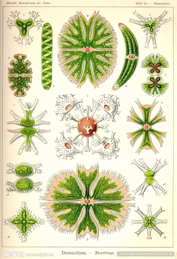 生物