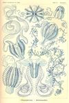 生物