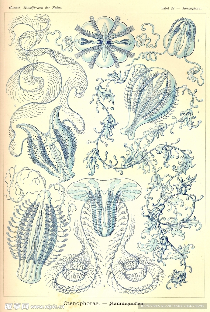生物
