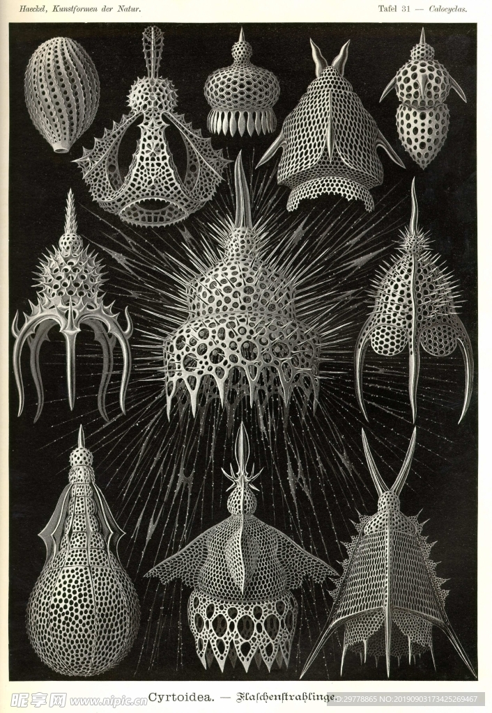生物