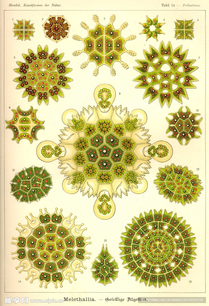 生物
