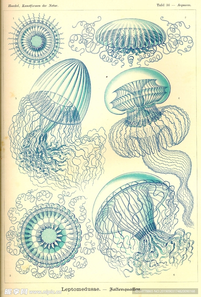 生物