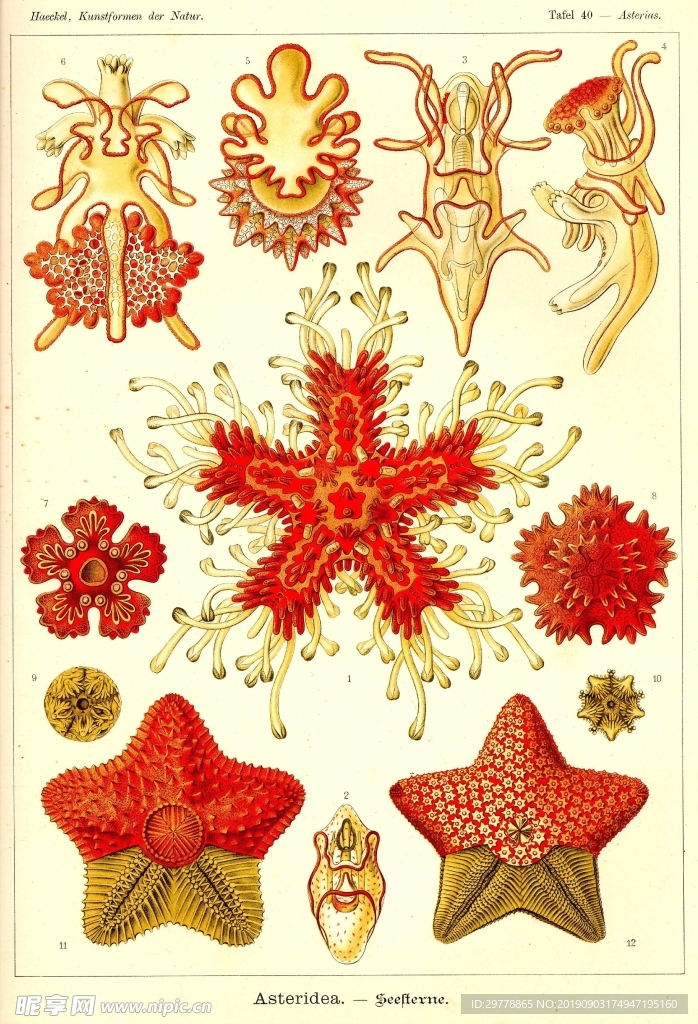生物