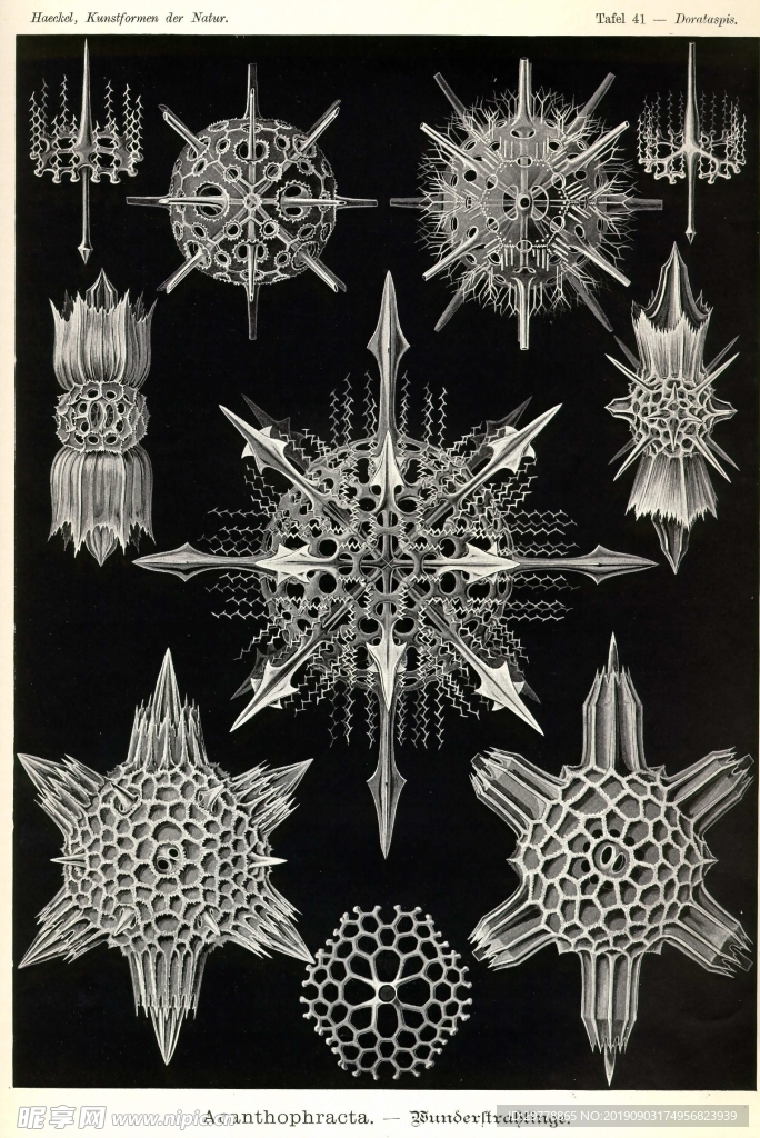 生物