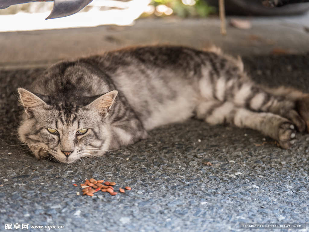 猫
