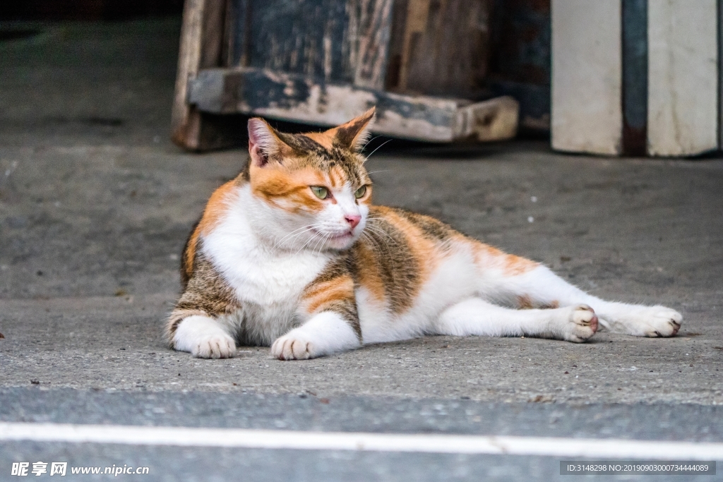 猫