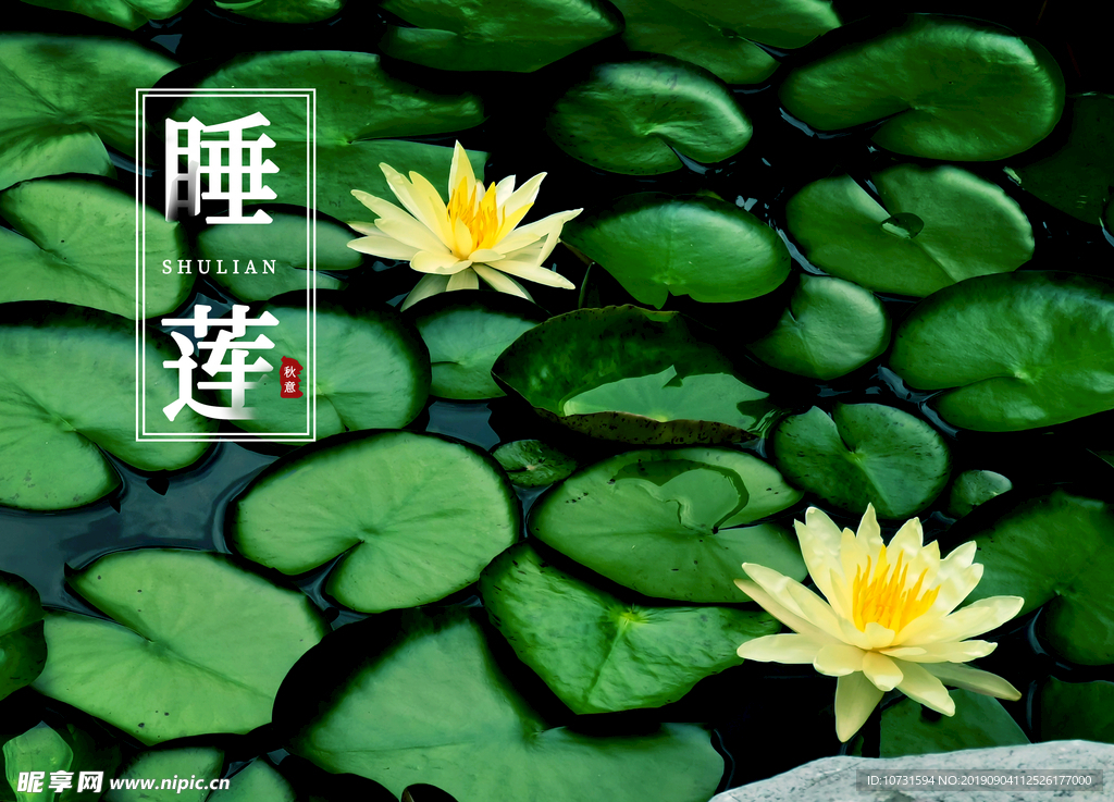 睡莲