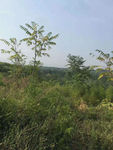 家乡的山林风景画
