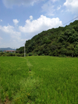 稻田