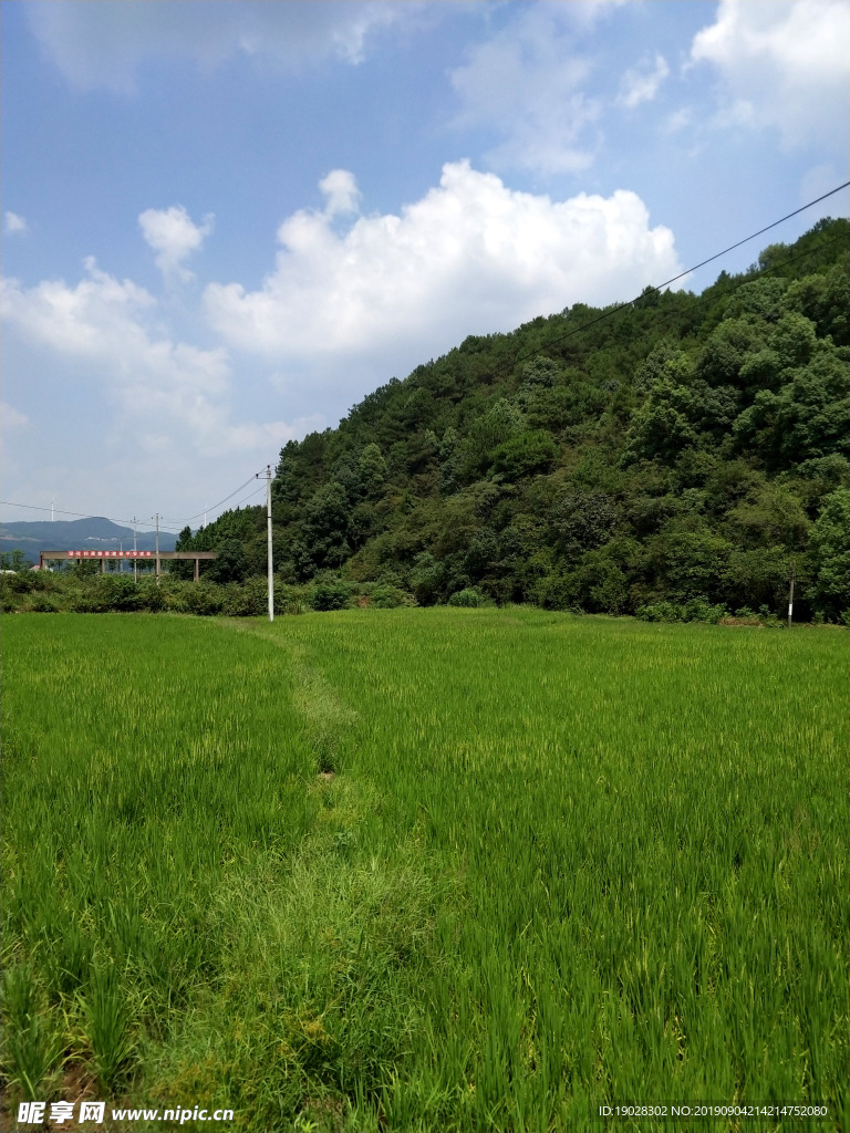 稻田