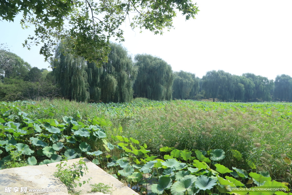 圆明园风景