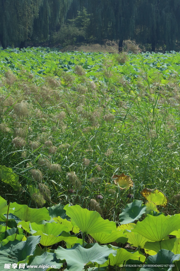 荷塘莲叶荷叶