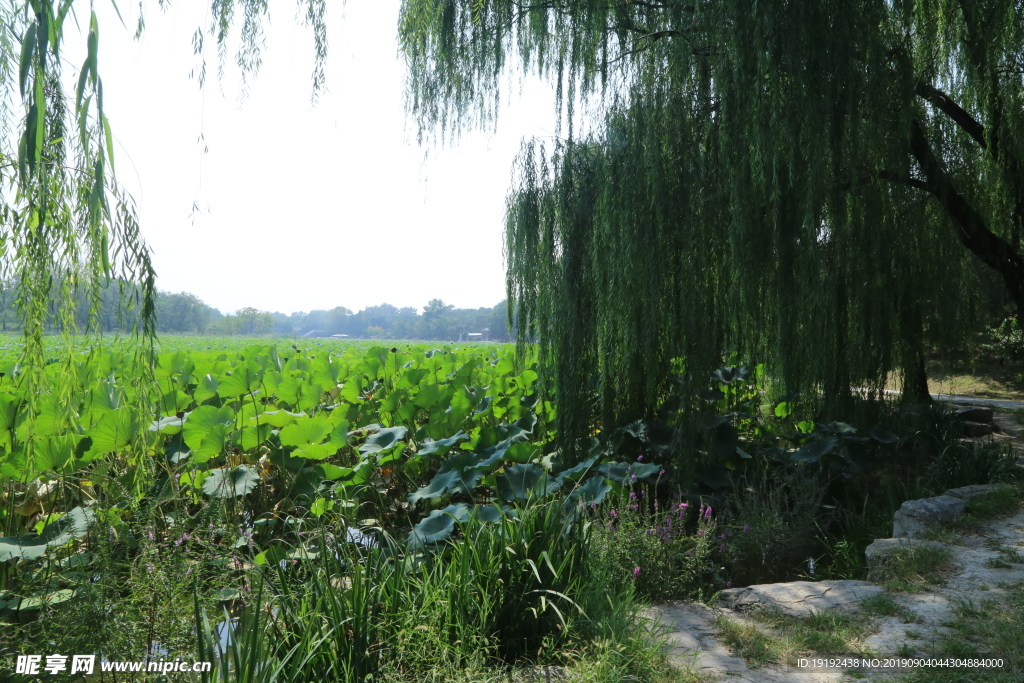 圆明园风景