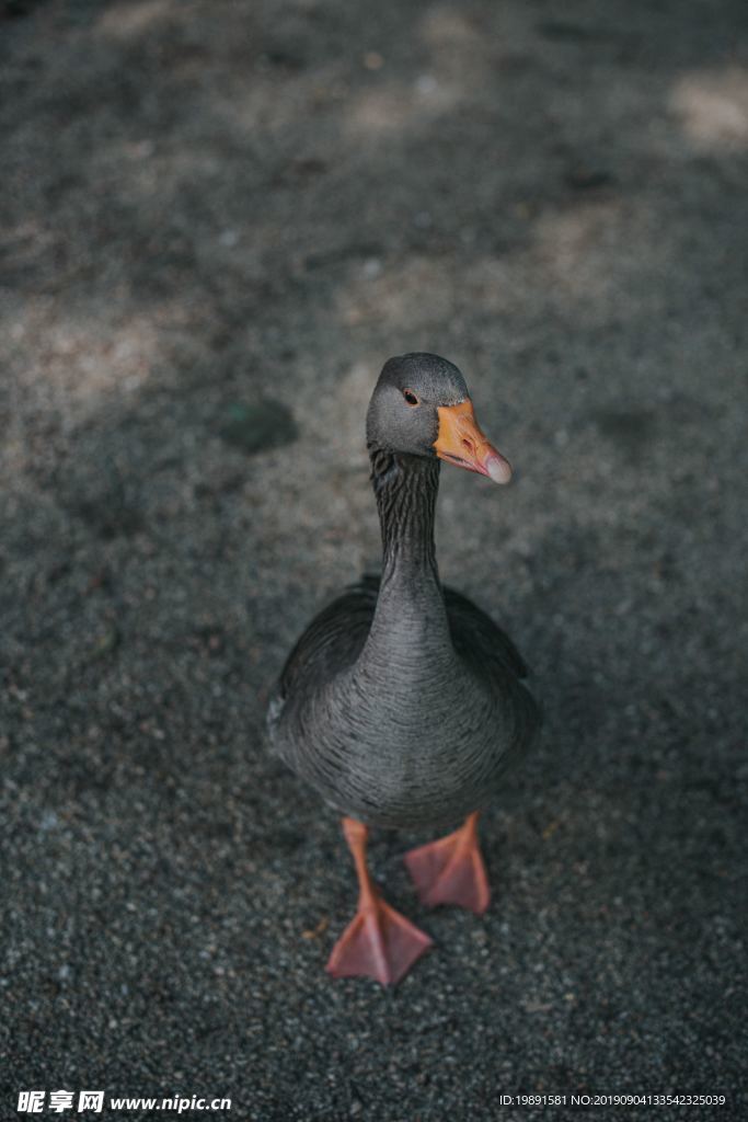 动物