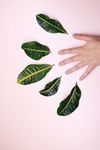 手与植物叶片