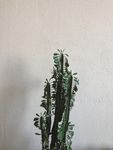 北欧植物