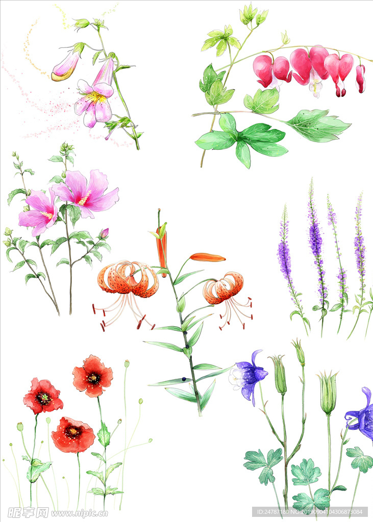 手绘花草
