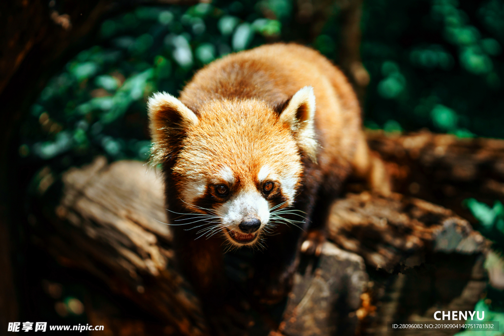 小浣熊