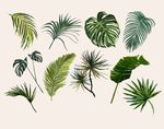 蕨类植物