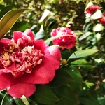 茶花