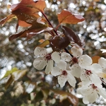 花朵