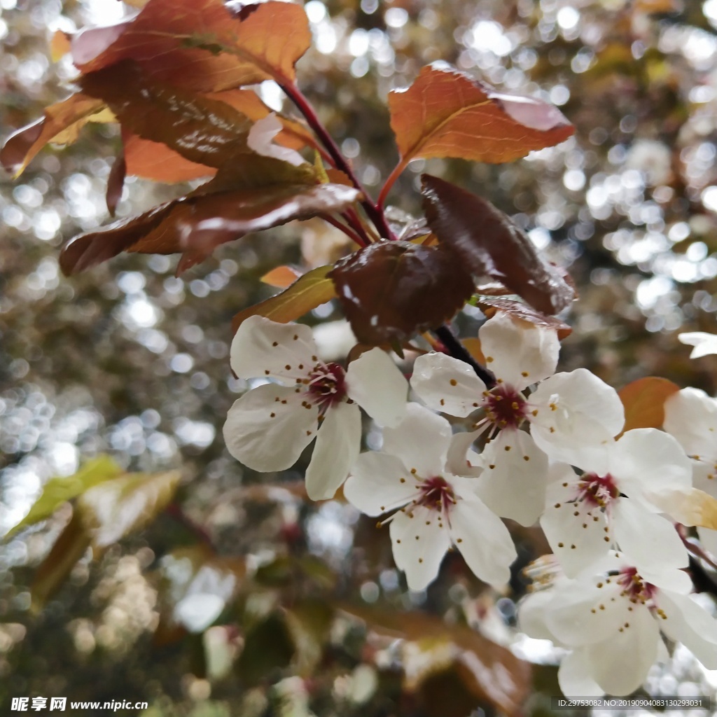 花朵