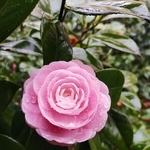 花朵