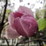 花朵