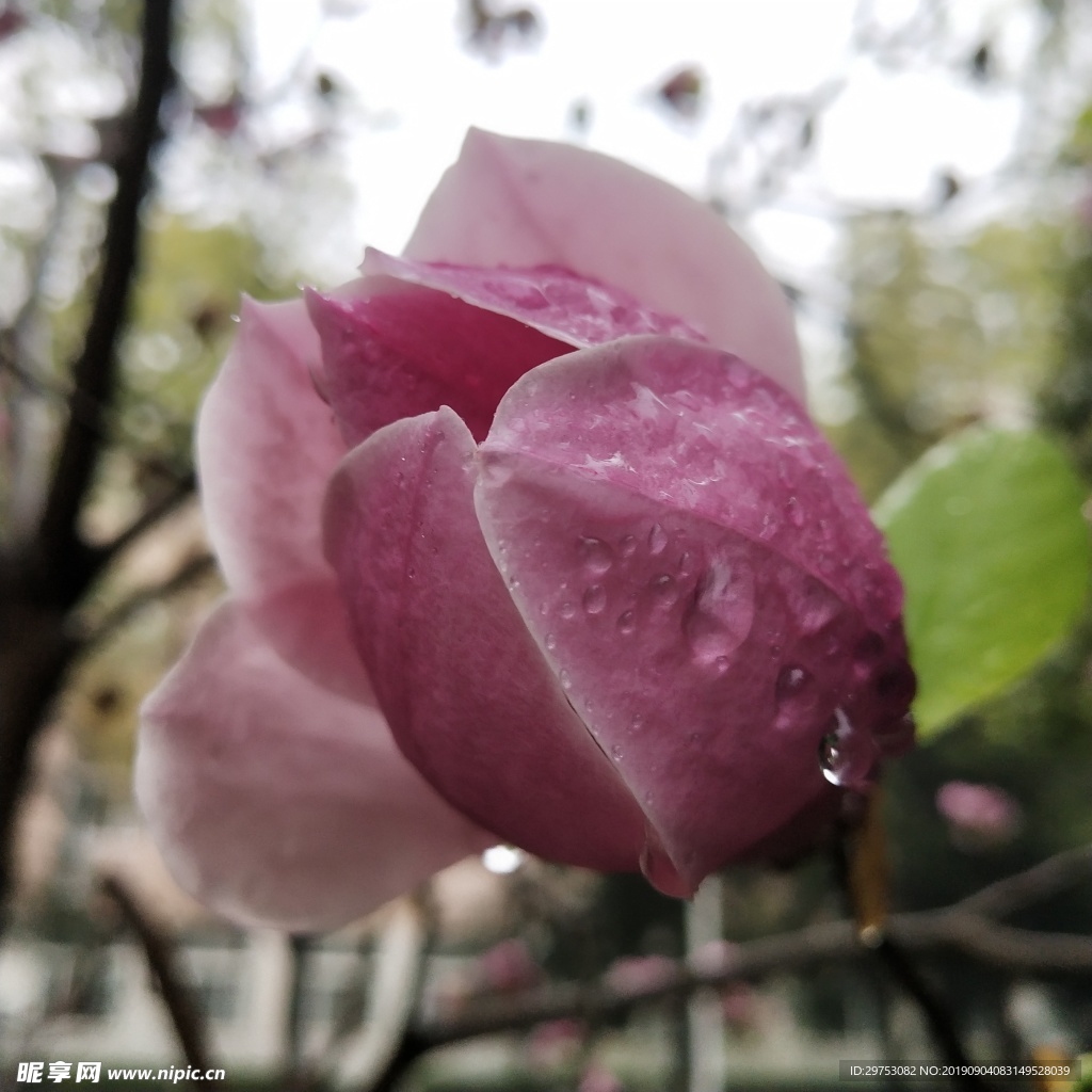 花朵