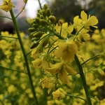 油菜花