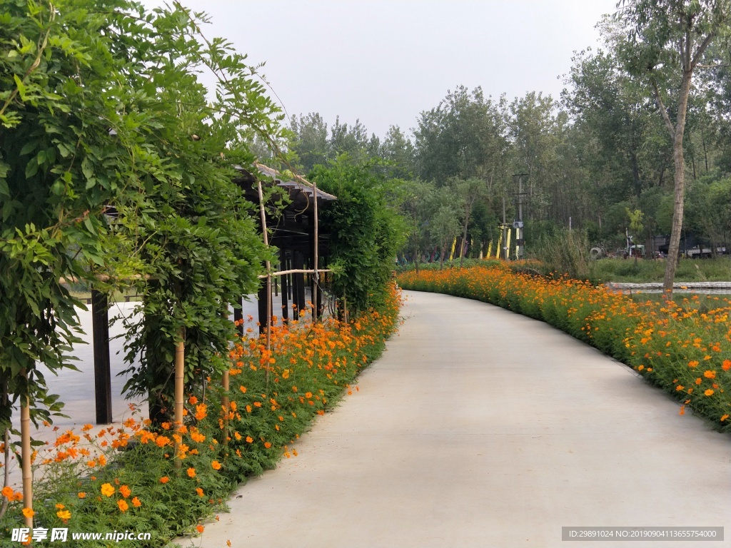 鲜花盛开  林荫小道 道路