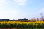 油菜花
