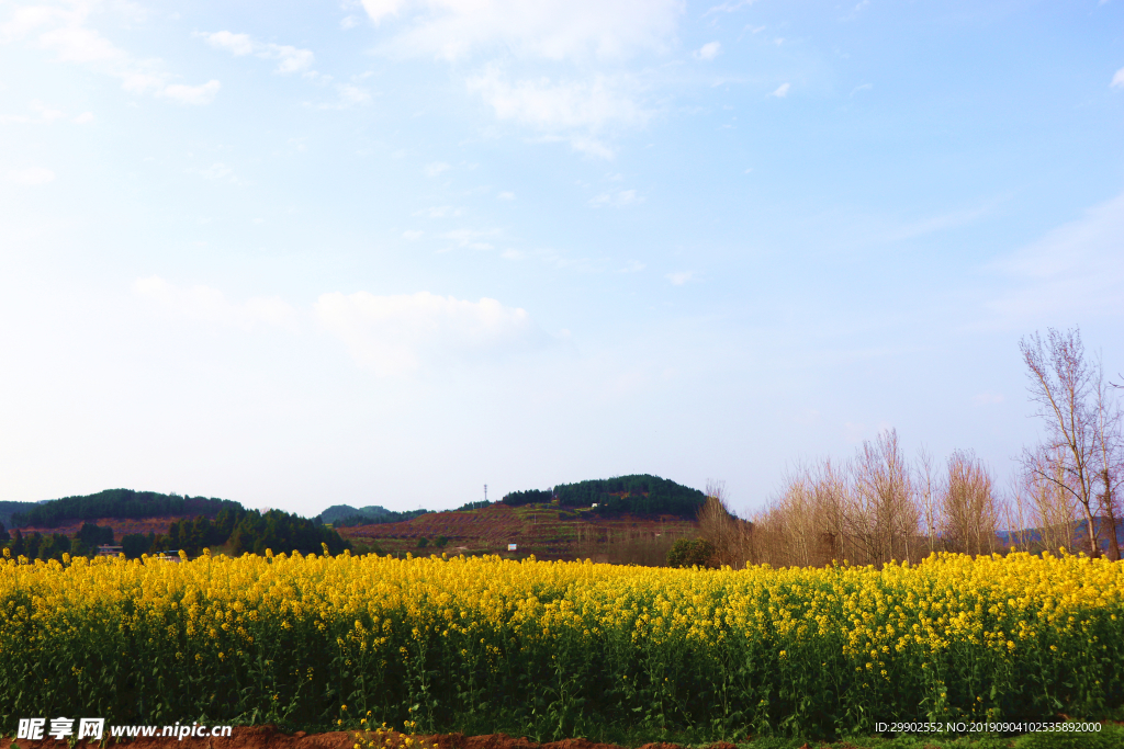 油菜花